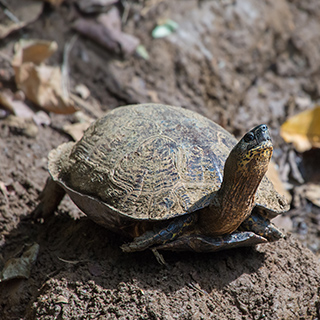 Selva Verde - Black river turtle